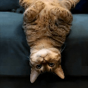 USDCAT