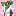 PEPE